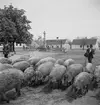 Vallning av ullsvin i Vörs. Tjeckoslovakien-Ungern-Österrike 1935.