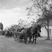 Hästar med vagnar. Vagnarna är lastade med tunnor. Tjeckoslovakien-Ungern-Österrike 1935.