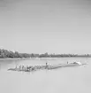 Flottning av timmer på Donau. Bratislava? Tjeckoslovakien-Ungern-Österrike 1935.