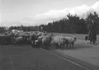 På rundtur med Dahmens Autorundfahrt i Köln. En fårflock på vägen. Tyskland-Holland-Belgien 1938.