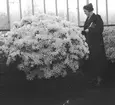 På en plantskola. I växthuset. En kvinna studerar en buske. Belgien. Tyskland-Holland-Belgien 1938.