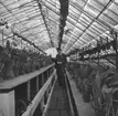 På en plantskola. I växthuset, en man som undersöker blommorna. Belgien. Tyskland-Holland-Belgien 1938.