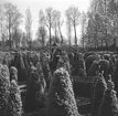 En plantskola. Odling av buskar. Tyskland-Holland-Belgien 1938.