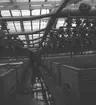Växthusinteriör i Aalsmeer. Tyskland-Holland-Belgien 1938.