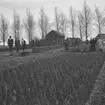 På en plantskola. Odling av träd i Aalsmeer. Tyskland-Holland-Belgien 1938.