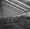 Växthusinteriör i Aalsmeer. Tyskland-Holland-Belgien 1938.