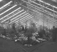 Växthusinteriör i Aalsmeer. Tyskland-Holland-Belgien 1938.