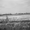 Tulpanodling i Sassenheim. Tyskland-Holland-Belgien 1938.