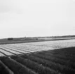 Tulpanodling i Sassenheim/ Noordwijk. Tyskland-Holland-Belgien 1938.