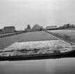 Tulpanodling i Sassenheim/ Noordwijk. Tyskland-Holland-Belgien 1938.