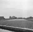 Tulpanodling i Sassenheim/ Noordwijk. Tyskland-Holland-Belgien 1938.