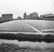 Tulpanodling i Sassenheim/ Noordwijk. Tyskland-Holland-Belgien 1938.