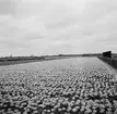 Tulpanodling i Sassenheim/ Noordwijk. Tyskland-Holland-Belgien 1938.