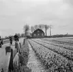 Tulpanodling i Sassenheim/ Noordwijk. Tyskland-Holland-Belgien 1938.