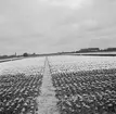 Tulpanodling i Sassenheim/ Noordwijk. Tyskland-Holland-Belgien 1938.