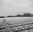 Tulpanodling i Sassenheim/ Noordwijk. Tyskland-Holland-Belgien 1938.