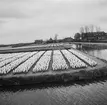 Tulpanodling i Sassenheim/ Noordwijk. Tyskland-Holland-Belgien 1938.