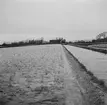 Tulpanodling i Sassenheim/ Noordwijk. Tyskland-Holland-Belgien 1938.