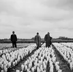 Tulpanodling i Sassenheim/ Noordwijk. Tyskland-Holland-Belgien 1938.