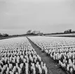 Tulpanodling i Sassenheim/ Noordwijk. Tyskland-Holland-Belgien 1938.