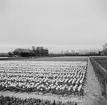 Tulpanodling i Sassenheim/ Noordwijk. Tyskland-Holland-Belgien 1938.