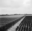 Tulpanodling i Sassenheim/ Noordwijk. Tyskland-Holland-Belgien 1938.