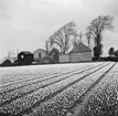 Tulpanodling i Sassenheim/ Noordwijk. Tyskland-Holland-Belgien 1938.