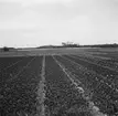 Tulpanodling i Sassenheim/ Noordwijk. Tyskland-Holland-Belgien 1938.