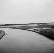 Tulpanodling i Sassenheim/ Noordwijk. Tyskland-Holland-Belgien 1938.