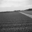 Tulpanodling i Sassenheim/ Noordwijk. Tyskland-Holland-Belgien 1938.