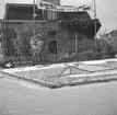 Blomsterplanteringar i Noordwijk aan Zee. Tyskland-Holland-Belgien 1938.