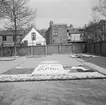 Blomsterplanteringar i Noordwijk. Tyskland-Holland-Belgien 1938.