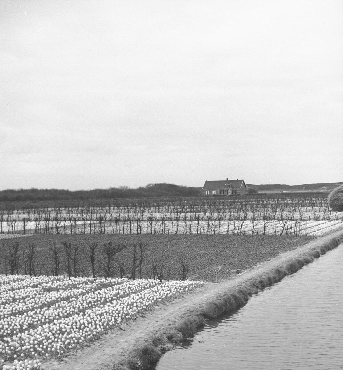 Tulpanodling i Noordwijk. Tyskland-Holland-Belgien 1938.