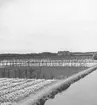 Tulpanodling i Noordwijk. Tyskland-Holland-Belgien 1938.