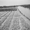 Tulpanodling i Noordwijk. Tyskland-Holland-Belgien 1938.