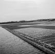 Tulpanodling i Noordwijk. Tyskland-Holland-Belgien 1938.