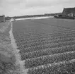 Tulpanodling i Noordwijk. Tyskland-Holland-Belgien 1938.