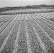 Tulpanodling i Noordwijk. Tyskland-Holland-Belgien 1938.