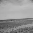 Vid Zuiderzee, (nuvarande IJsselmeer). Tyskland-Holland-Belgien 1938. IJsselmeer är en insjö i Nederländerna som uppstod genom uppförandet av en dammbyggnad i Zuiderzee, en vik av Nordsjön.