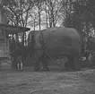 Elefanter på Hagenbecks djurpark i Hamburg. Tyskland-Holland-Belgien 1938.