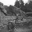 Stenbockar i Hagenbecks djurpark i Hamburg. Tyskland-Holland-Belgien 1938.