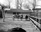 Nötkreatur på Hagenbecks djurpark i Hamburg. Möjligen Watusiboskap? Tyskland-Holland-Belgien 1938.