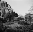 Stenbockar i Hagenbecks djurpark i Hamburg. Tyskland-Holland-Belgien 1938.