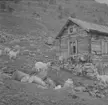 På Svandalsflona. Telemarken. Norge 1946.