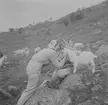 På Svandalsflona. Telemarken. Norge 1946.