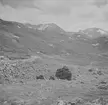 Jotunheimen. Norge 1946.