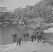 Badande elefanter. Belgiska Kongo (idag Kongo-Kinshasa). Afrika.