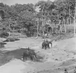 Badande elefanter. Belgiska Kongo (idag Kongo-Kinshasa). Afrika.