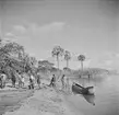 En kanot på Nyasasjöns strand. Nyasaland (Idag Malawi). Afrika.