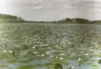 Sjö med näckrosor. Märkt G Berglunds Ljusbildstillverkning